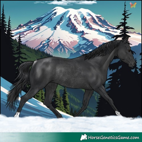 Horse Color:Black Rabicano 