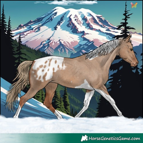 Horse Color:Red Dun Tobiano Appaloosa 
