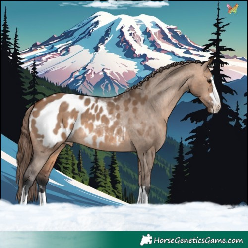 Horse Color:Bay Dun Appaloosa 