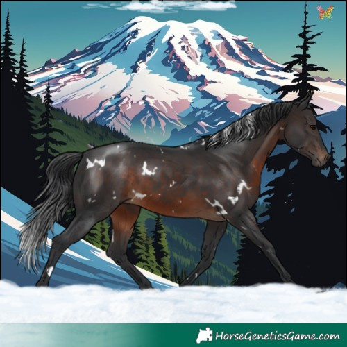 Horse Color:White Spotted Brown 