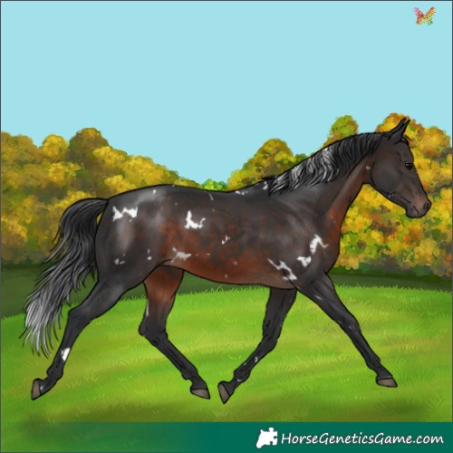 Horse Color:White Spotted Brown 