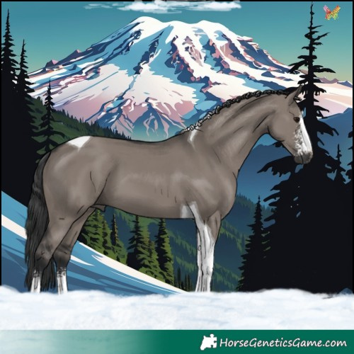 Horse Color:Grullo Sabino Tobiano 