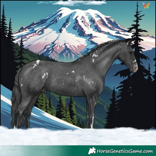 Horse Color:White Spotted Black Sabino Appaloosa 