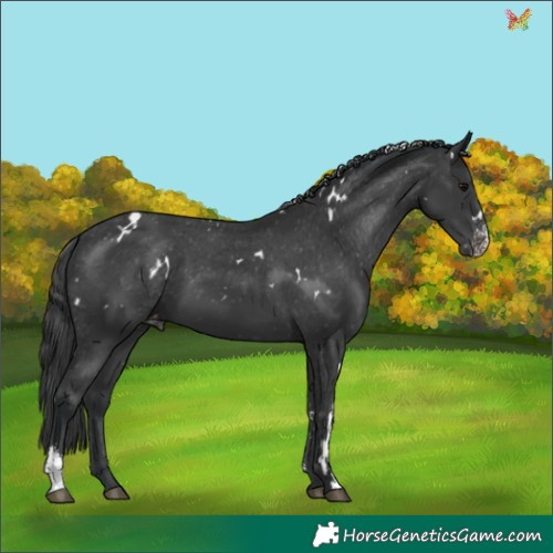 Horse Color:White Spotted Black Sabino Appaloosa