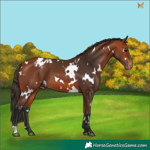 Horse Color:White Spotted Bay Appaloosa 