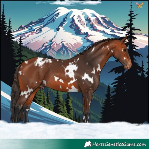 Horse Color:White Spotted Bay Appaloosa 