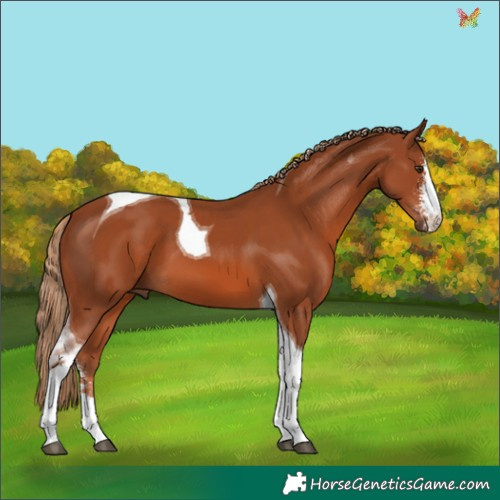 Horse Color:Chestnut Sabino Tobiano 