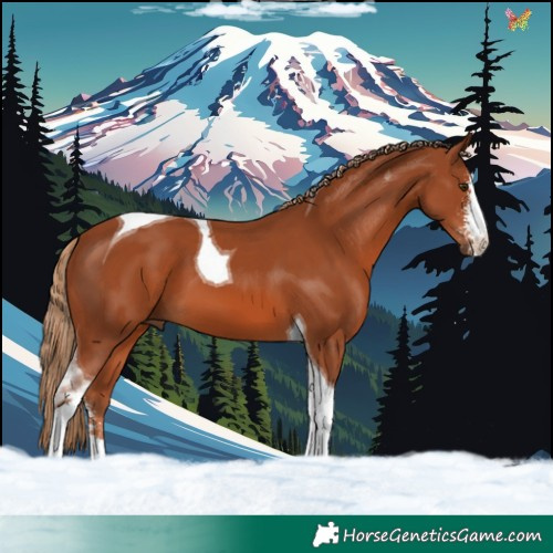 Horse Color:Chestnut Sabino Tobiano 