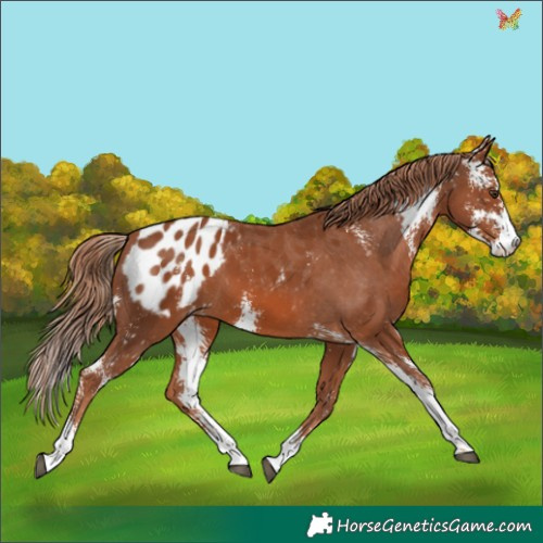 Horse Color:Chestnut Sabino Appaloosa 