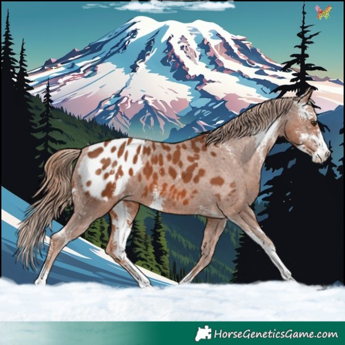 Horse Color:Chestnut Sabino Appaloosa 
