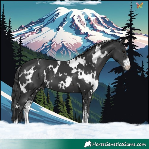 Horse Color:White Spotted Black Sabino Varnish 