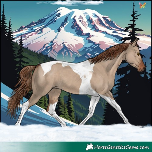 Horse Color:Liver Red Dun Tobiano 