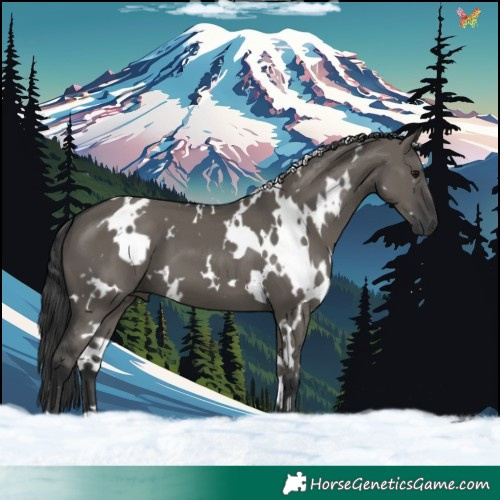 Horse Color:White Spotted Grullo 