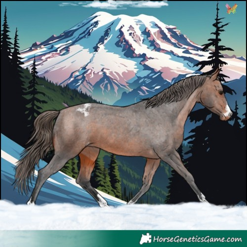 Horse Color:Bay Appaloosa 