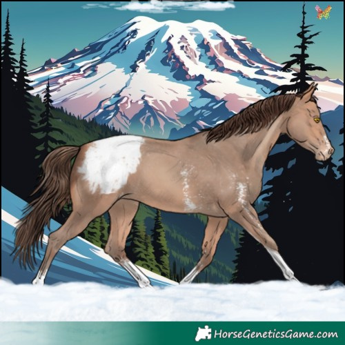 Horse Color:Amber Champagne Sabino Tobiano Appaloosa 