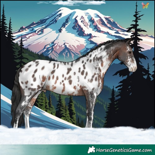 Horse Color:Brown Sabino Appaloosa 