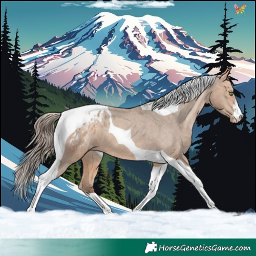 Horse Color:Amber Champagne Tobiano Appaloosa 