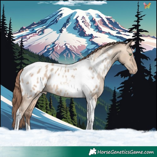 Horse Color:Amber Champagne Dun Tobiano Blanket 