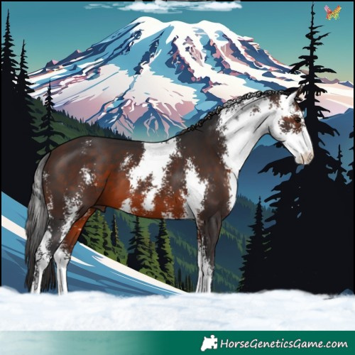 Horse Color:Brown Sabino 