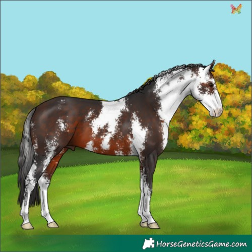 Horse Color:Brown Sabino 