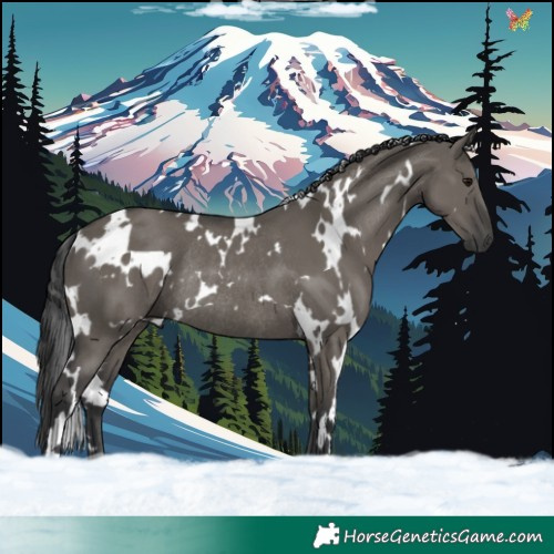 Horse Color:White Spotted Grullo Rabicano 