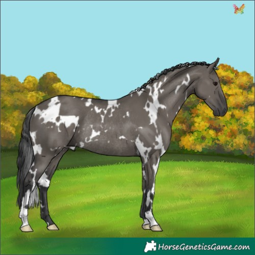 Horse Color:White Spotted Grullo Rabicano