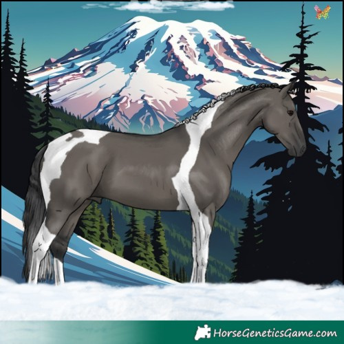 Horse Color:Grullo Tobiano 