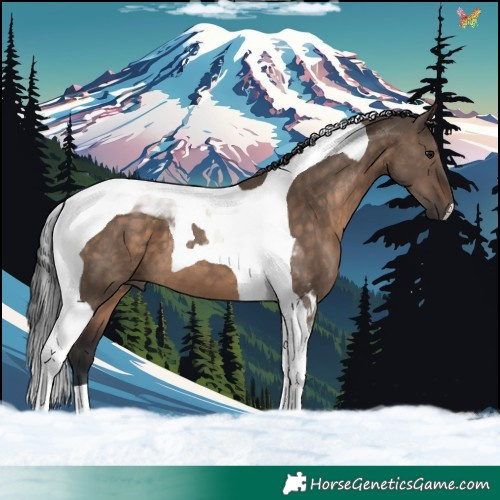 Horse Color:Brown Dun Tobiano 