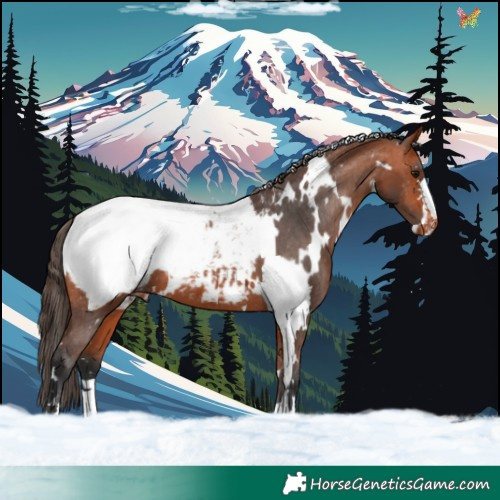 Horse Color:White Spotted Bay Appaloosa 