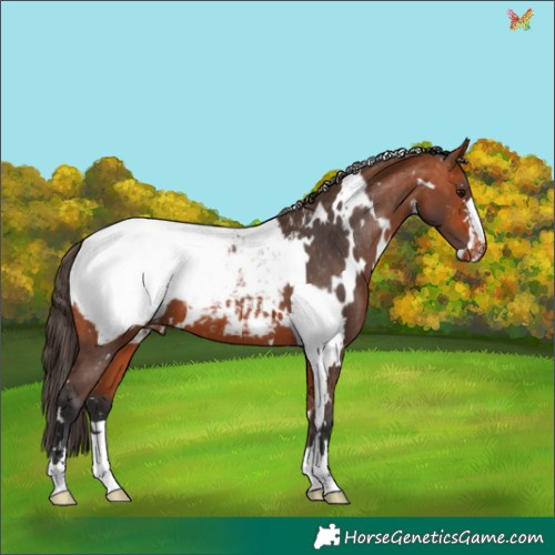 Horse Color:White Spotted Bay Appaloosa 