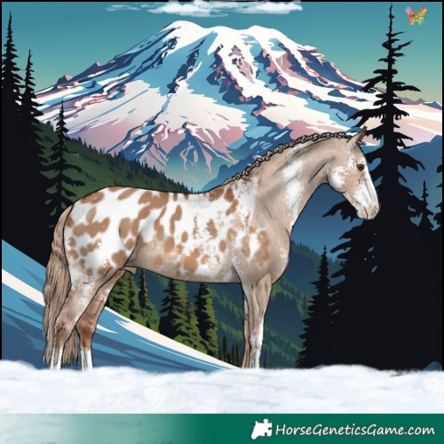 Horse Color:Red Dun Sabino Appaloosa 