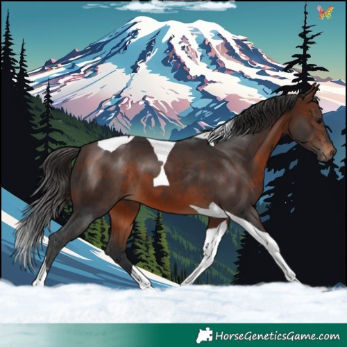 Horse Color:Brown Tobiano 