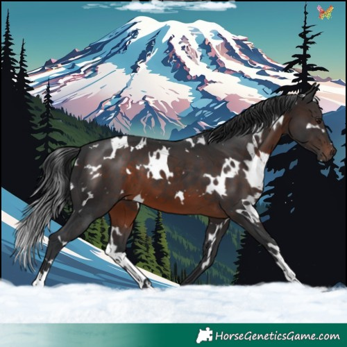 Horse Color:White Spotted Brown 