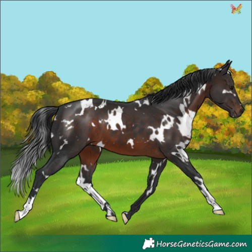 Horse Color:White Spotted Brown 