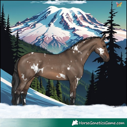 Horse Color:White Spotted Brown Dun 