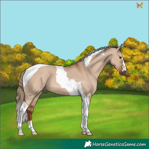 Horse Color:Red Dun Tobiano 