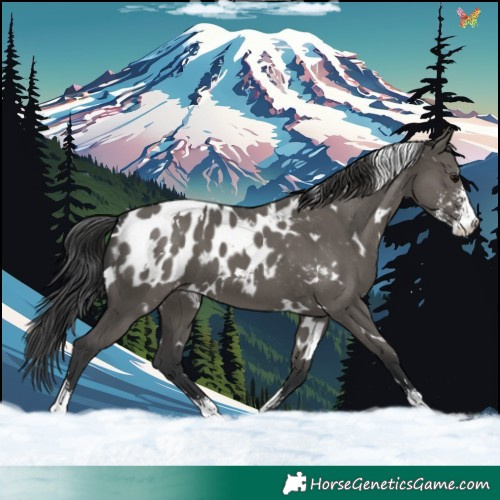 Horse Color:White Spotted Grullo Sabino Appaloosa 