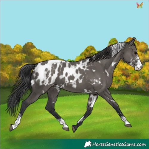 Horse Color:White Spotted Grullo Sabino Appaloosa 