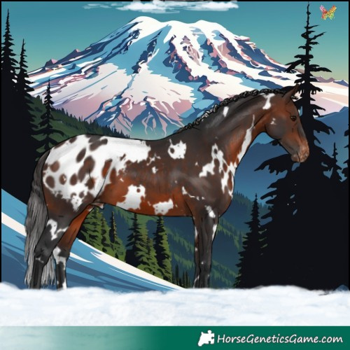 Horse Color:White Spotted Brown Appaloosa 