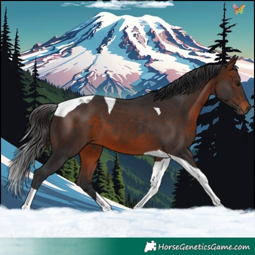 Horse Color:Brown Tobiano 