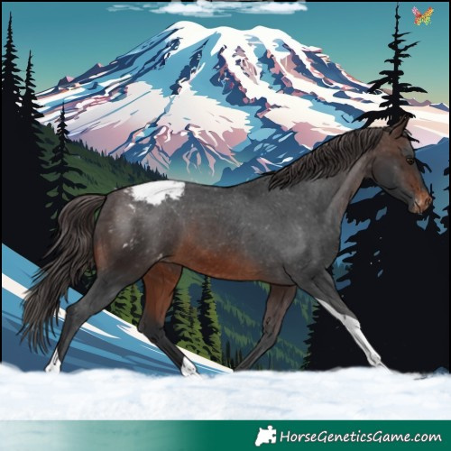 Horse Color:Brown Tobiano Appaloosa 
