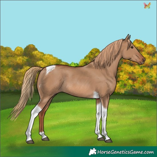 Horse Color:Red Dun Tobiano Rabicano 