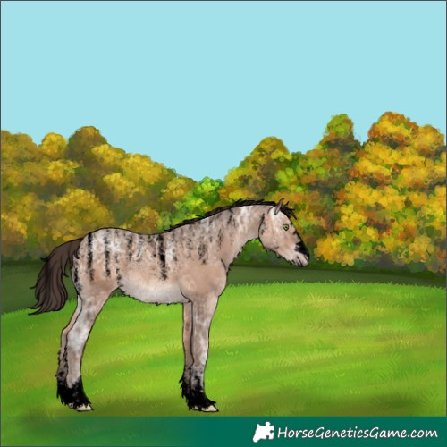 Horse Color:Unknown 