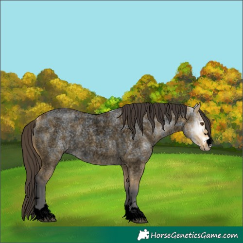 Horse Color:Void Buckskin Ice Roan Dun Rabicano 