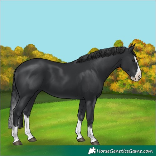 Horse Color:Black Splash 