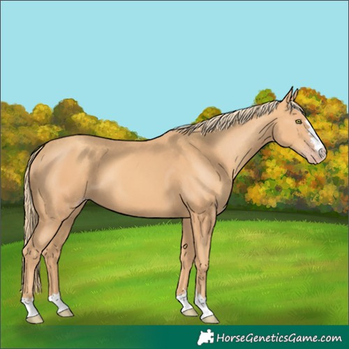 Horse Color:Gold Champagne