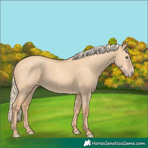 Horse Color:Gold Champagne Dun 