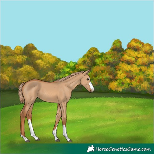 Horse Color:Red Dun 