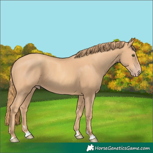 Horse Color:Gold Champagne
