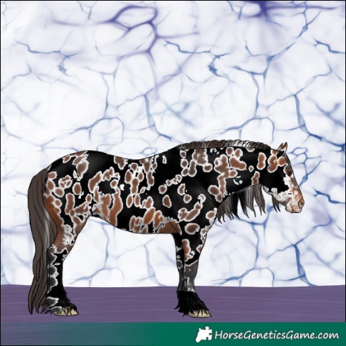 Horse Color:White Spotted Bay Appaloosa 